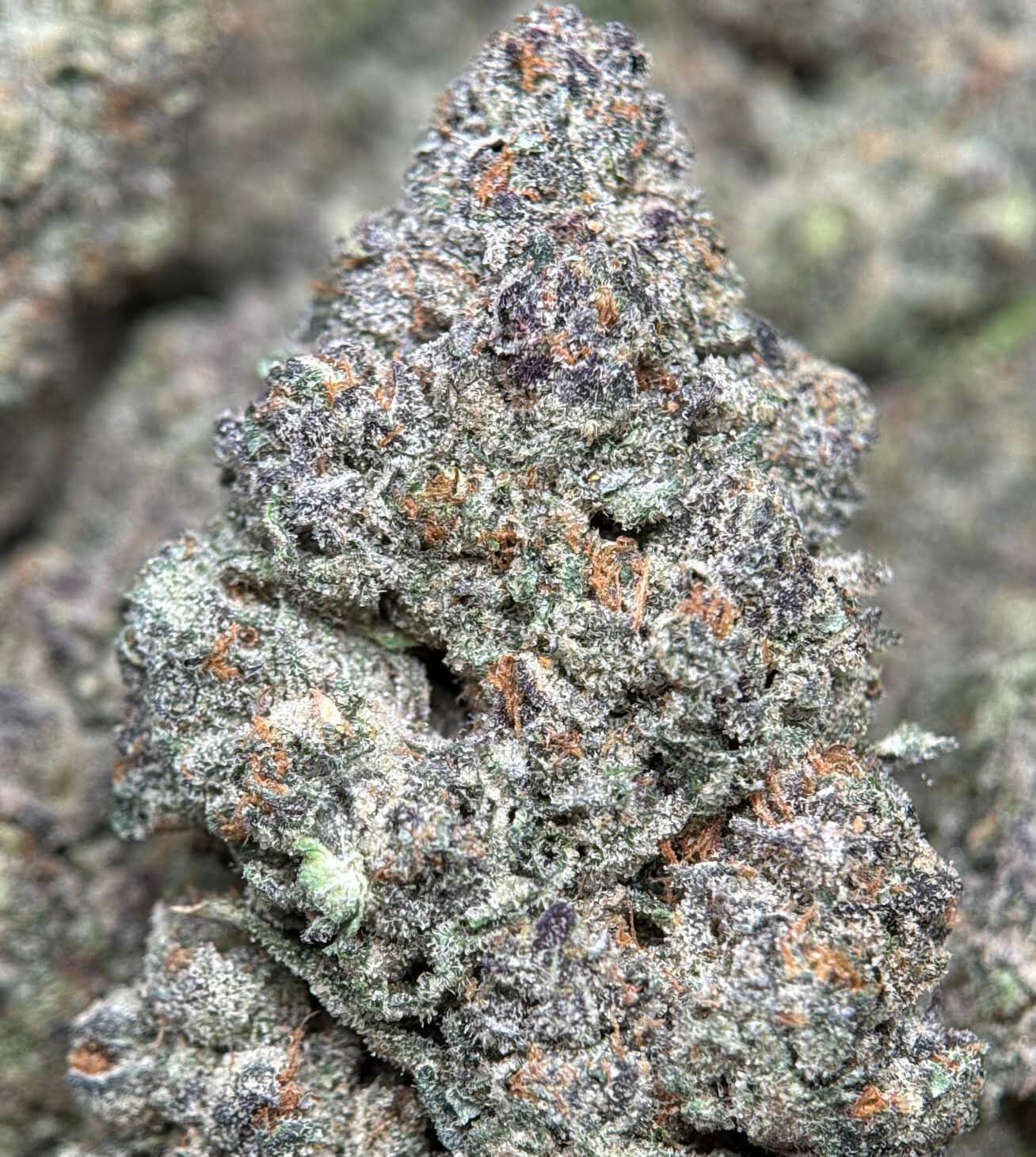 Dense frosty Six Shooter cannabis buds with orange pistils 4