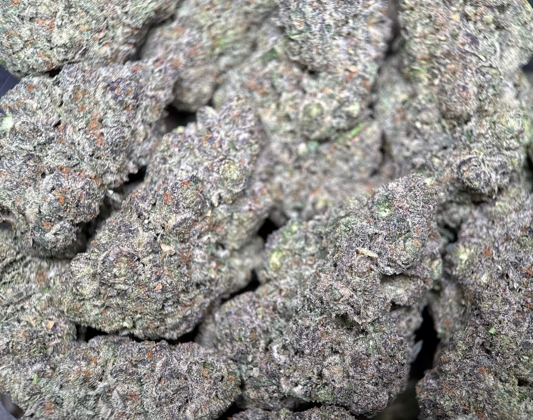 Dense frosty Six Shooter cannabis buds with orange pistils 5
