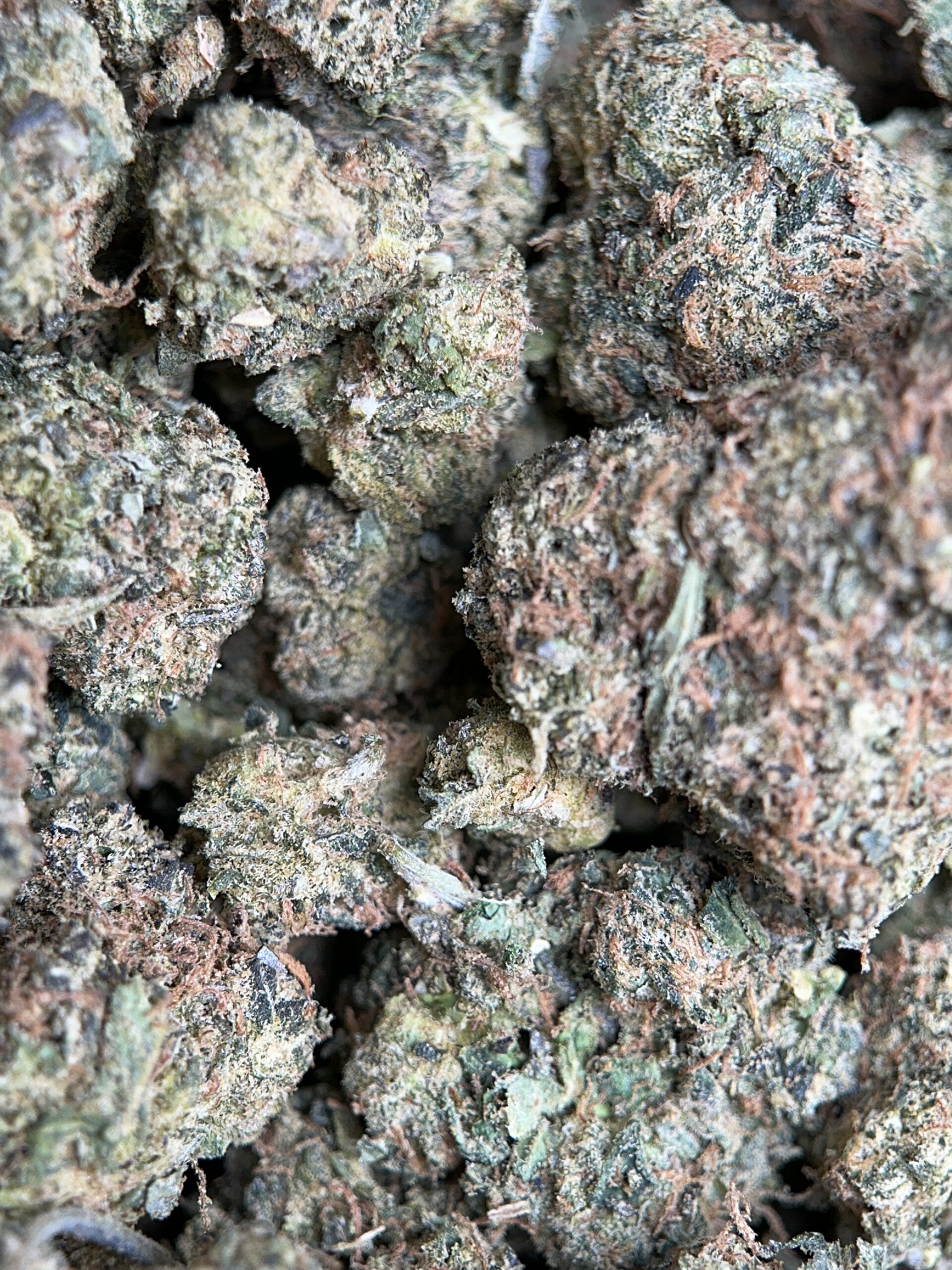 Airy forest-green Apple MAC Hybrid buds with amber hairs and white trichomes 5