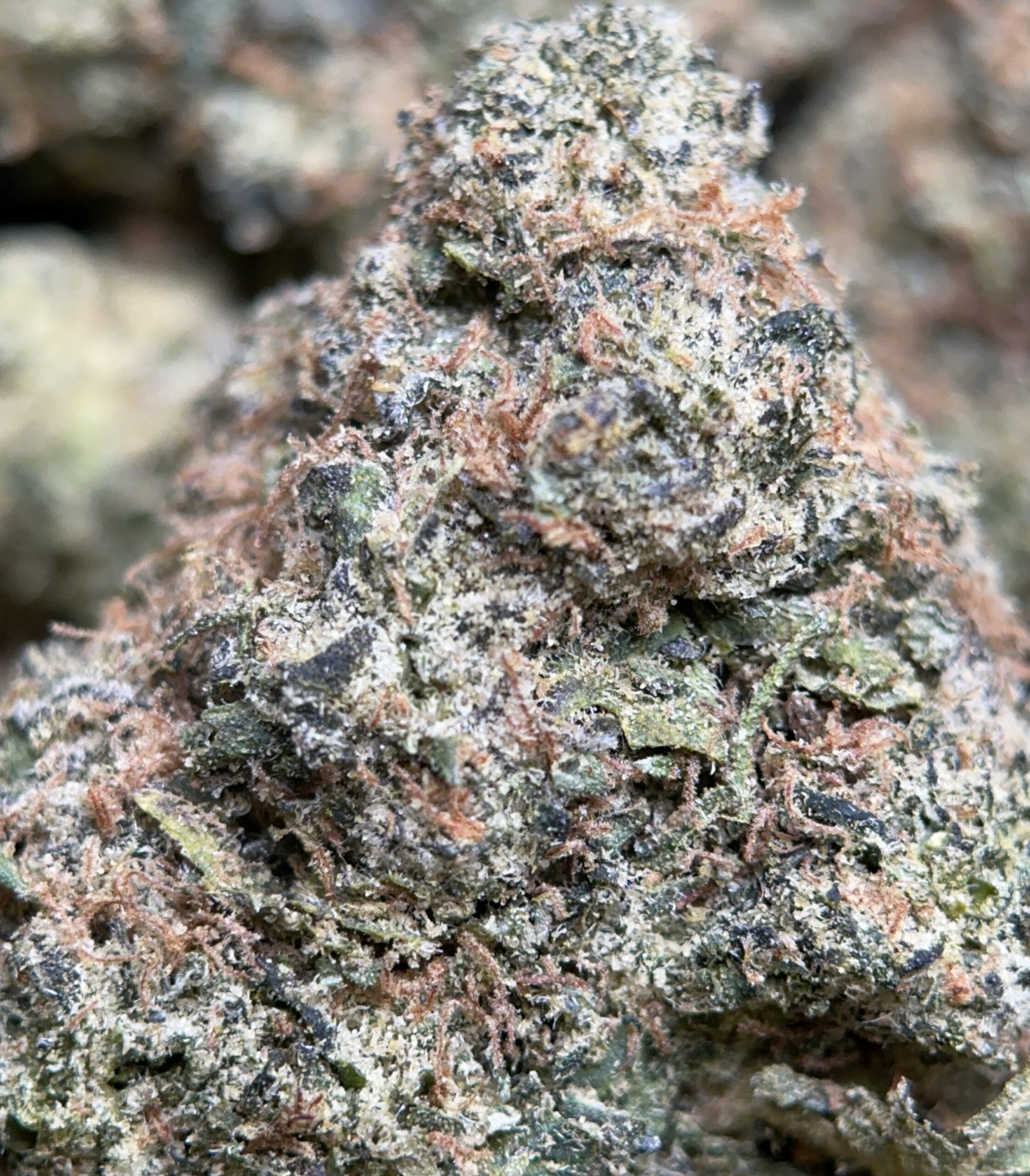 Airy forest-green Apple MAC Hybrid buds with amber hairs and white trichomes 3