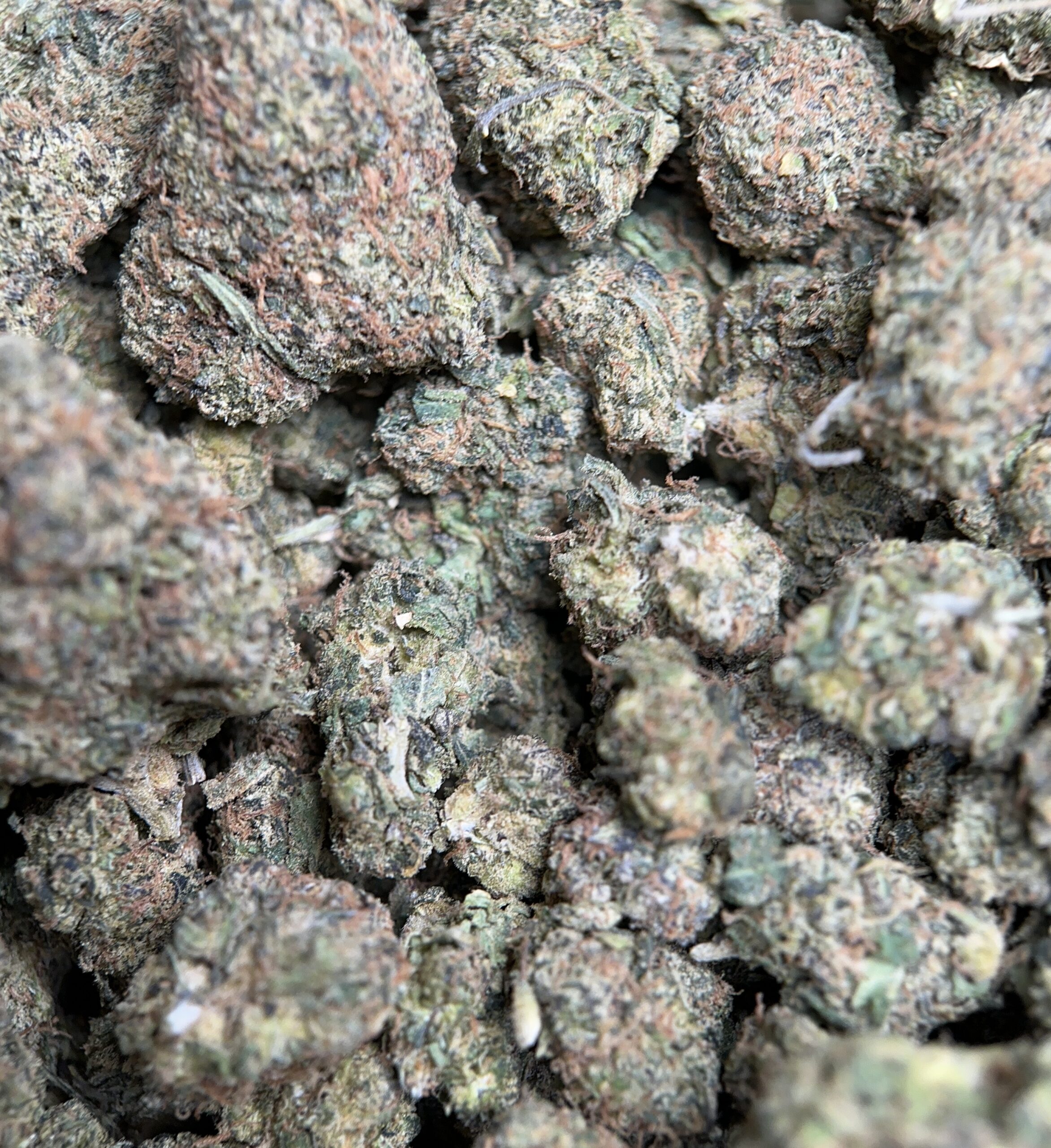 Airy forest-green Apple MAC Hybrid buds with amber hairs and white trichomes 4