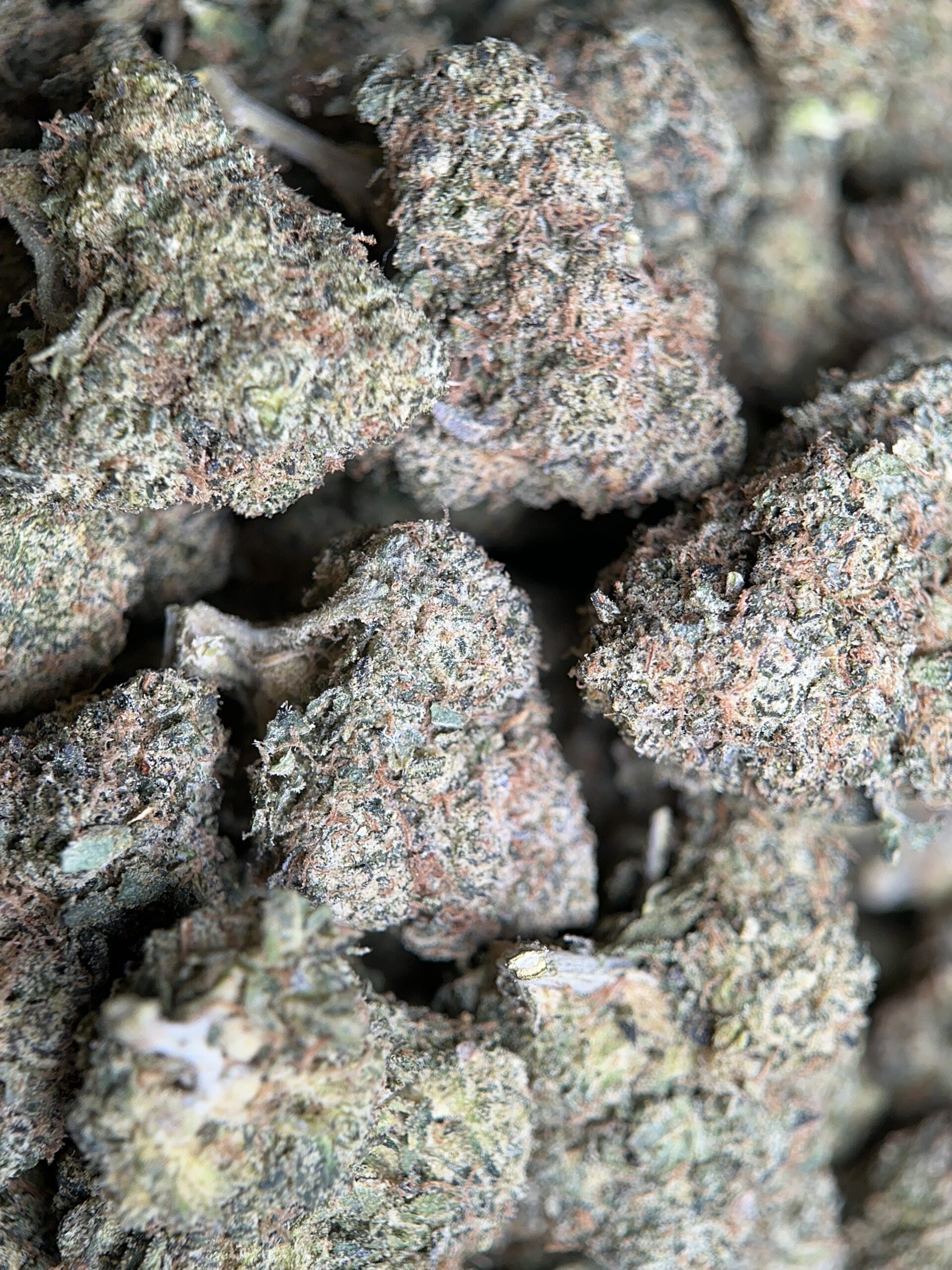 Airy forest-green Apple MAC Hybrid buds with amber hairs and white trichomes 2