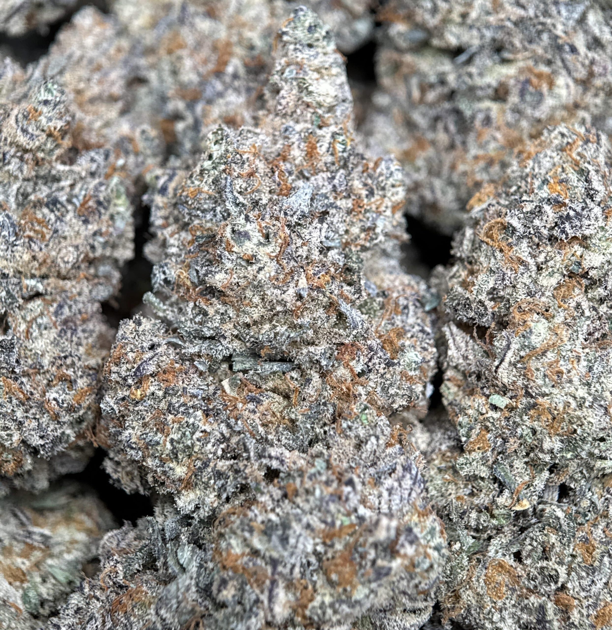 Lime-green spear-shaped Astroboy sativa buds with orange pistils and thick frost 2