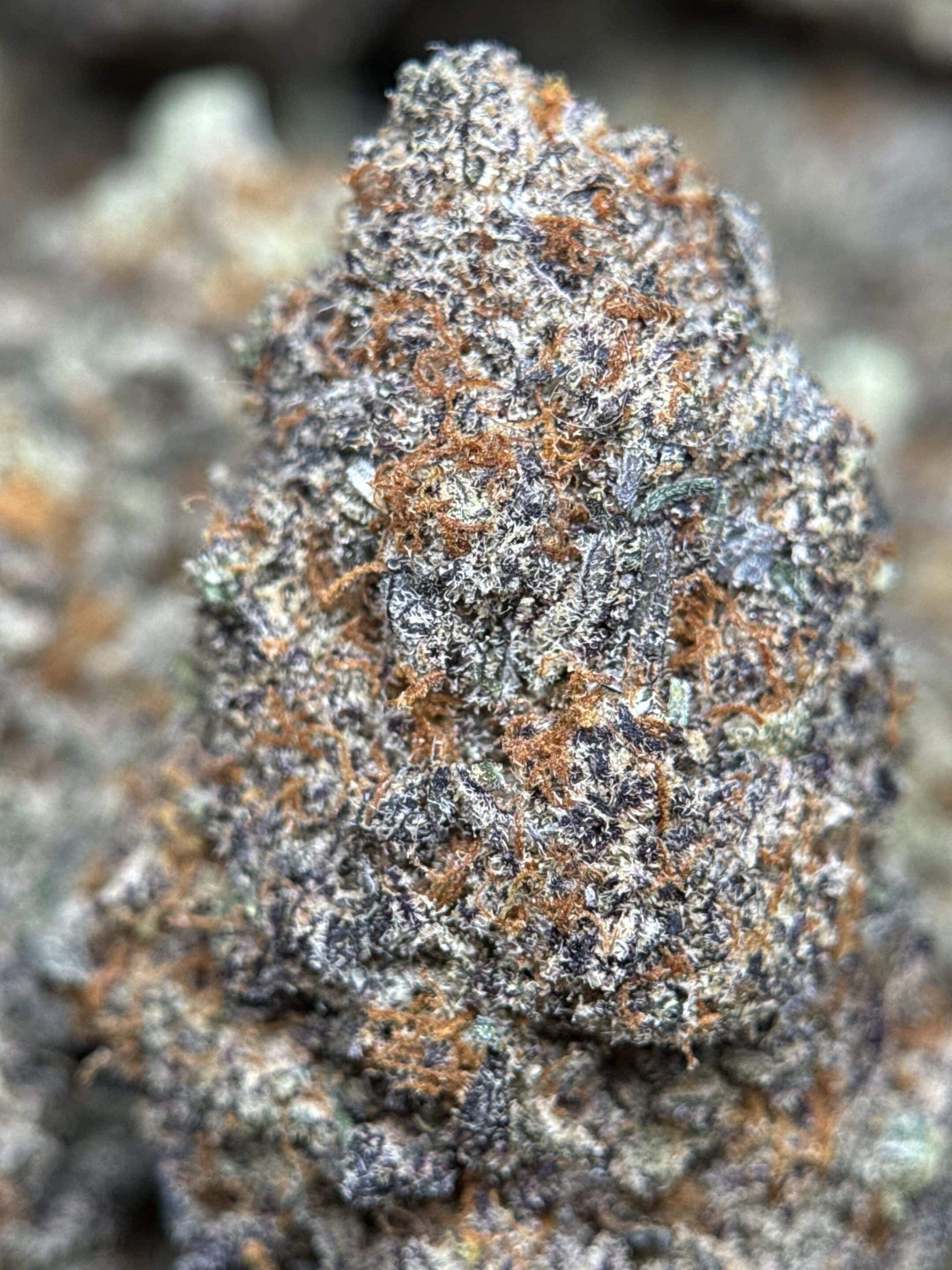 Lime-green spear-shaped Astroboy sativa buds with orange pistils and thick frost 5