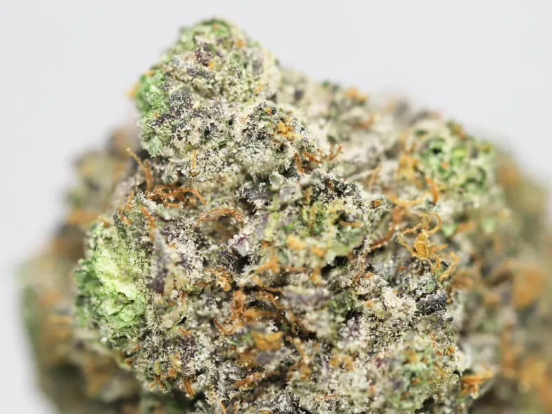 Banana Cake golden-green frosty buds with vivid orange pistils 2