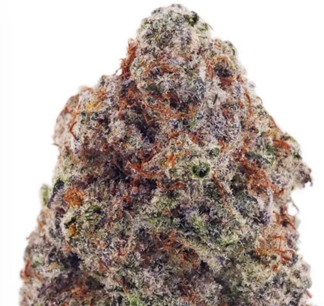 Blue Venom forest-green resinous buds with golden flecks and crystal frost