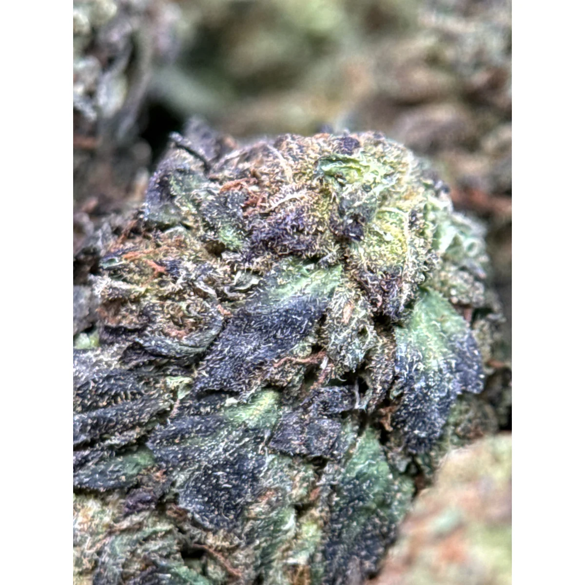 Astro Chimp indica cannabis flower in premium packaging, displaying dense green buds with visible trichomes and natural texture 6