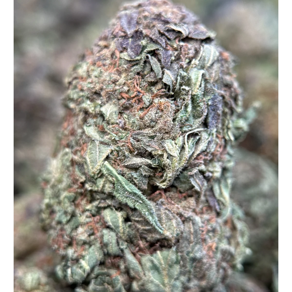 Astro Chimp indica cannabis flower in premium packaging, displaying dense green buds with visible trichomes and natural texture 9