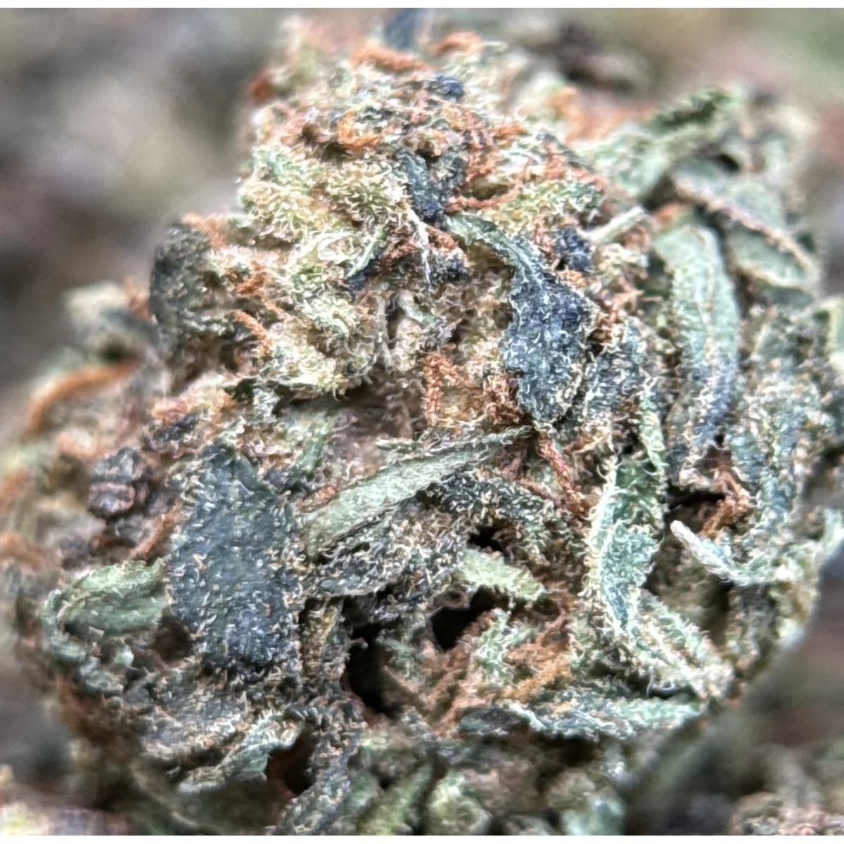 Astro Chimp indica cannabis flower in premium packaging, displaying dense green buds with visible trichomes and natural texture 8