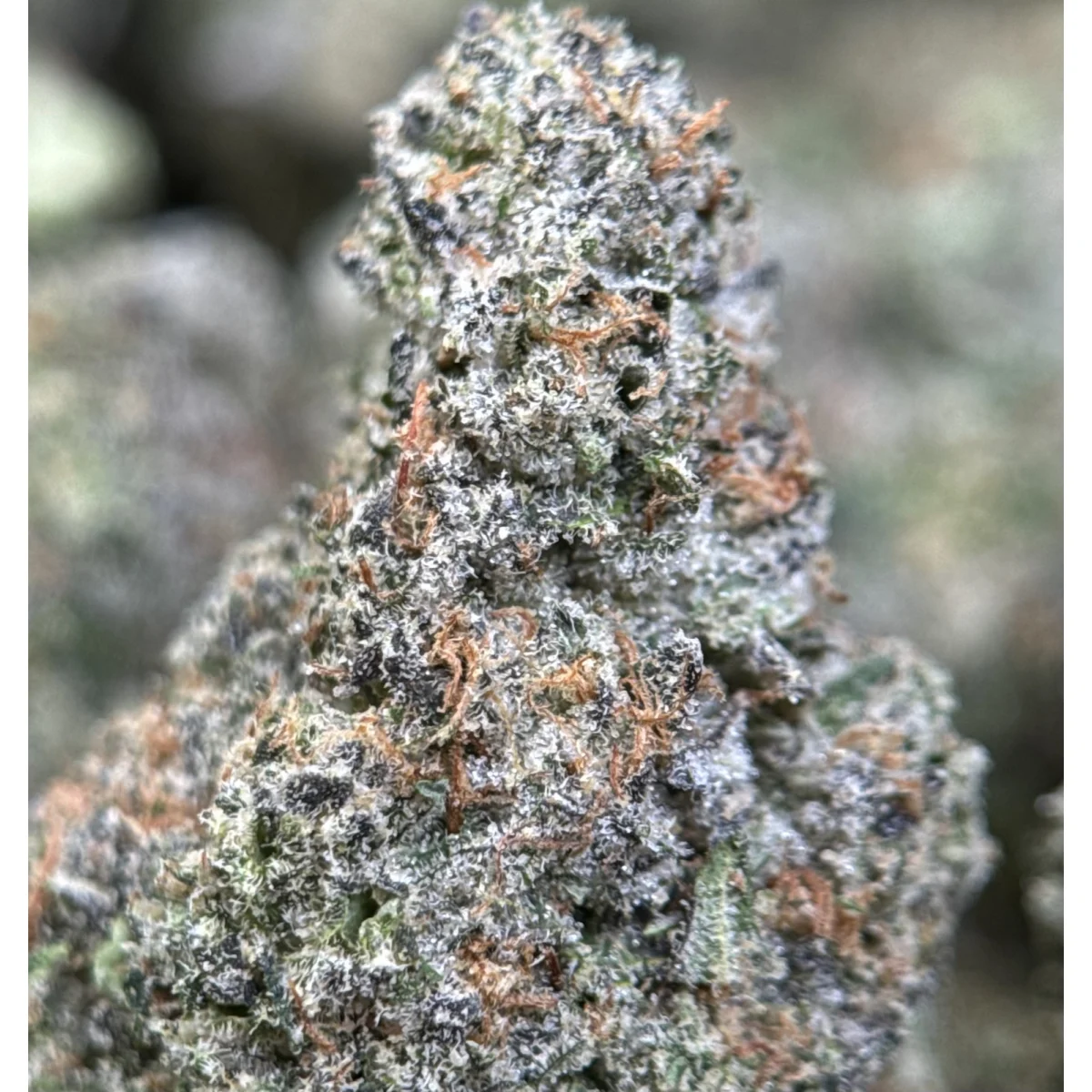 Gary Payton dense purple and green cannabis flower 5
