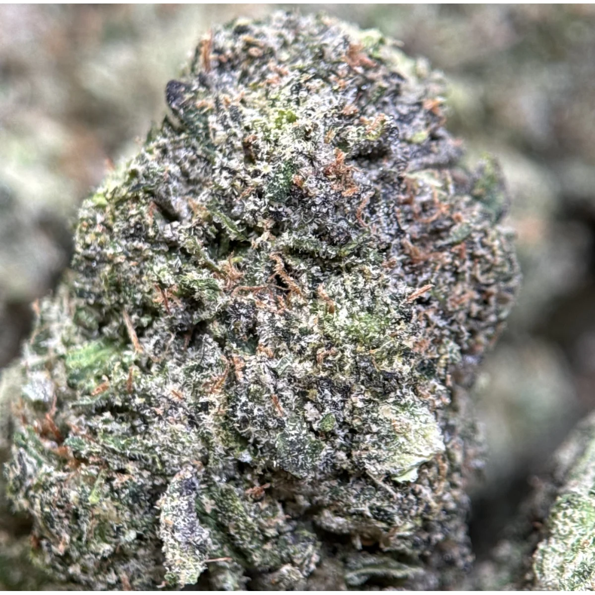 Gary Payton dense purple and green cannabis flower 4