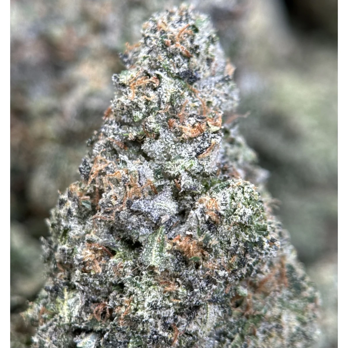 Gary Payton dense purple and green cannabis flower 2