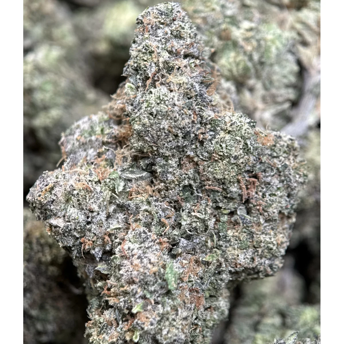 Gary Payton dense purple and green cannabis flower 3