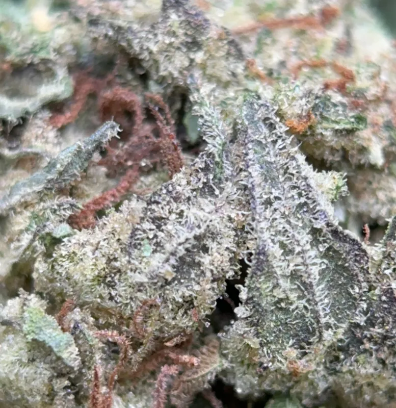 BC Pink Kush indica flower in bulk packaging, lab-tested cannabis with 31.98% THC from Uper Weed Wholesale 3