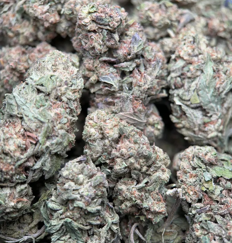 BC Pink Kush indica flower in bulk packaging, lab-tested cannabis with 31.98% THC from Uper Weed Wholesale 4