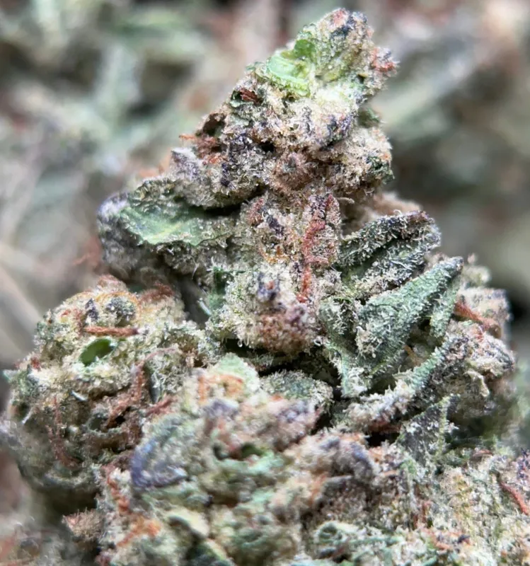 BC Pink Kush indica flower in bulk packaging, lab-tested cannabis with 31.98% THC from Uper Weed Wholesale 7