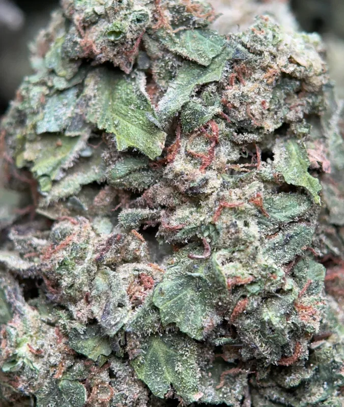 BC Pink Kush indica flower in bulk packaging, lab-tested cannabis with 31.98% THC from Uper Weed Wholesale 5