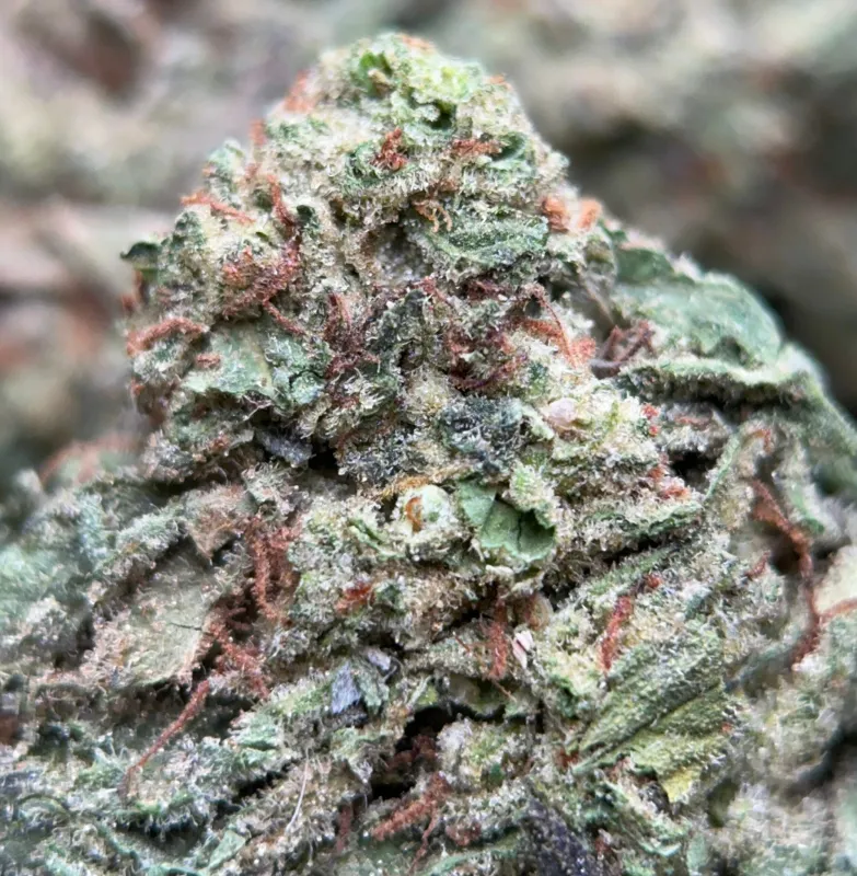BC Pink Kush indica flower in bulk packaging, lab-tested cannabis with 31.98% THC from Uper Weed Wholesale 6