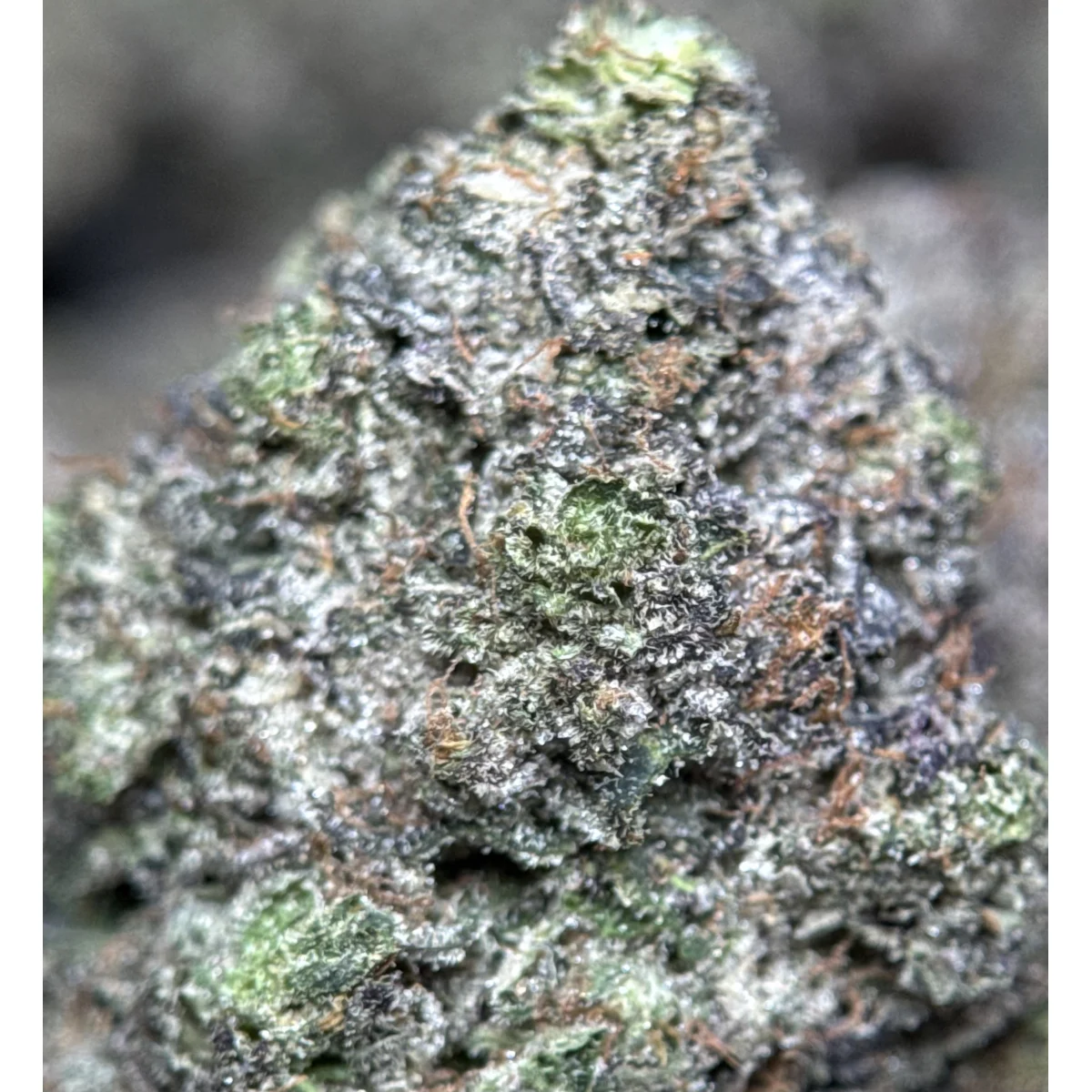 Black Roses product image 9