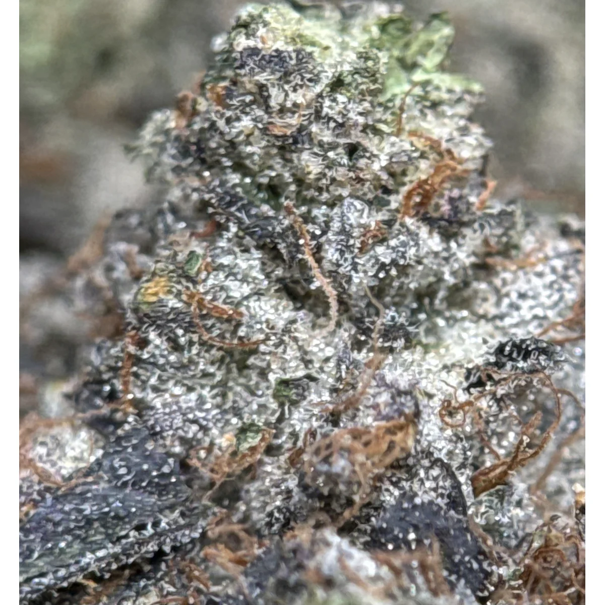 Black Roses product image 8