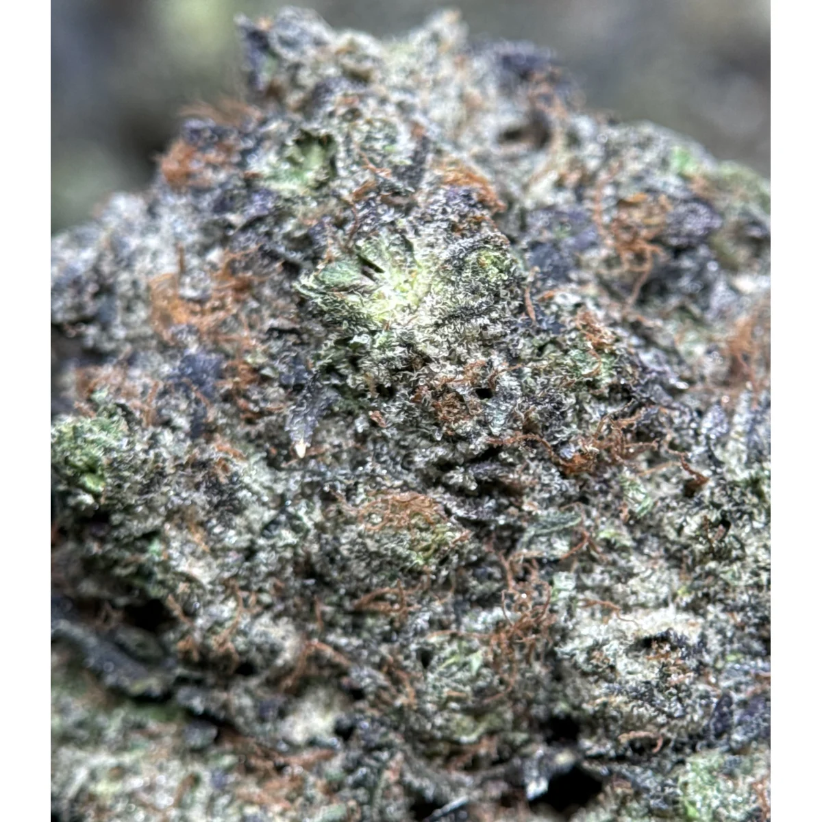 Black Roses product image 7