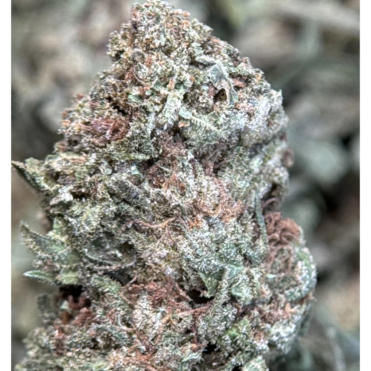 Strawberry Dream product image 2