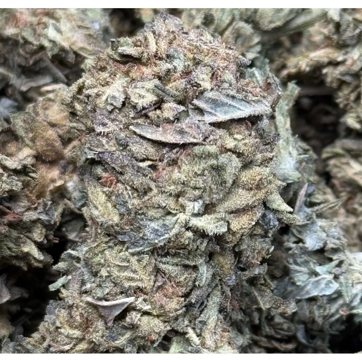 GMO Cookies indica flower by Uper Weed, high-THC cannabis product displayed in bulk quantity 3