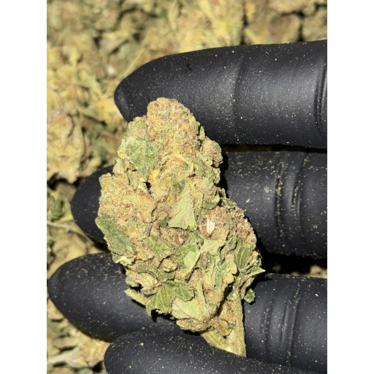 Pink Dragon product image 2