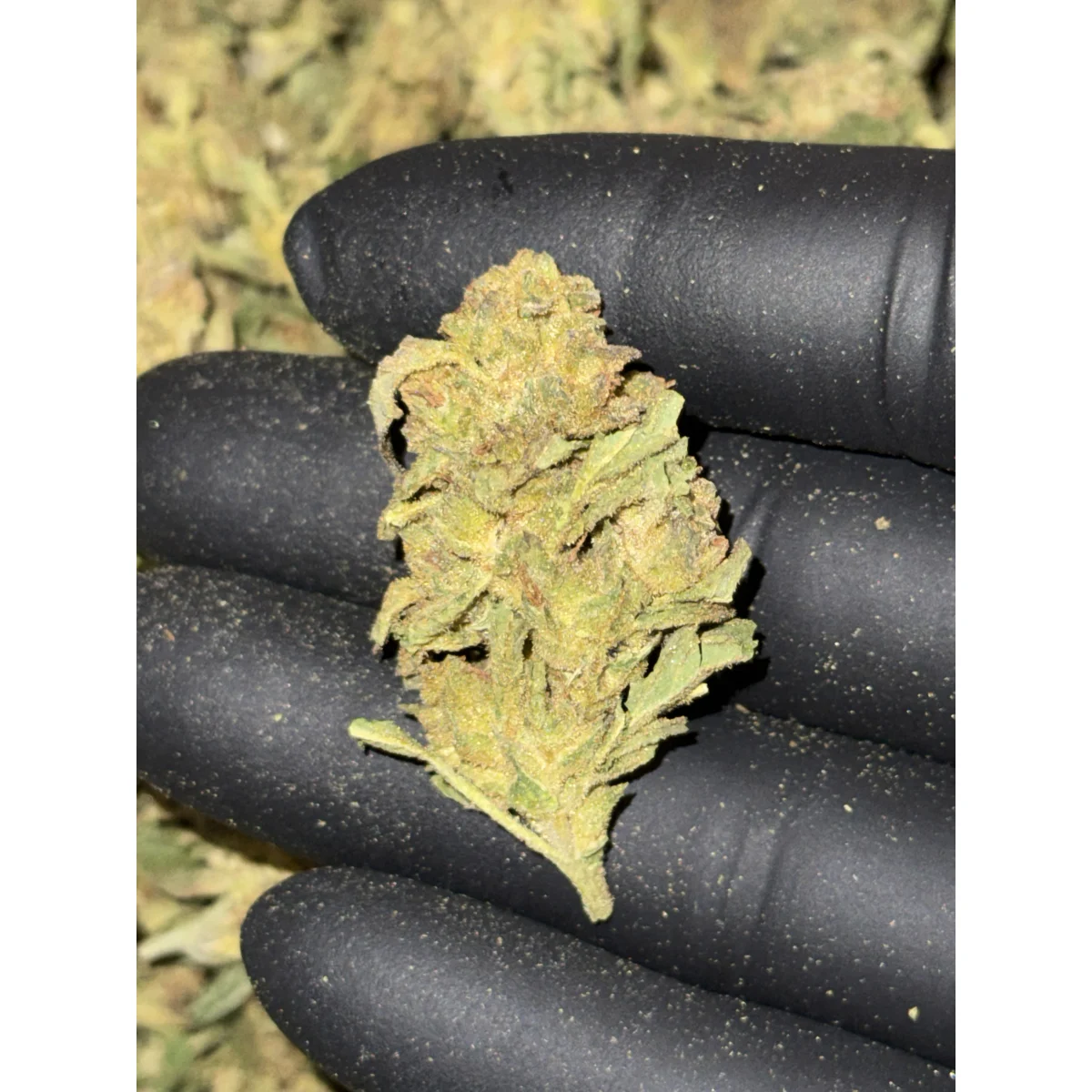 Pink Dragon product image 4