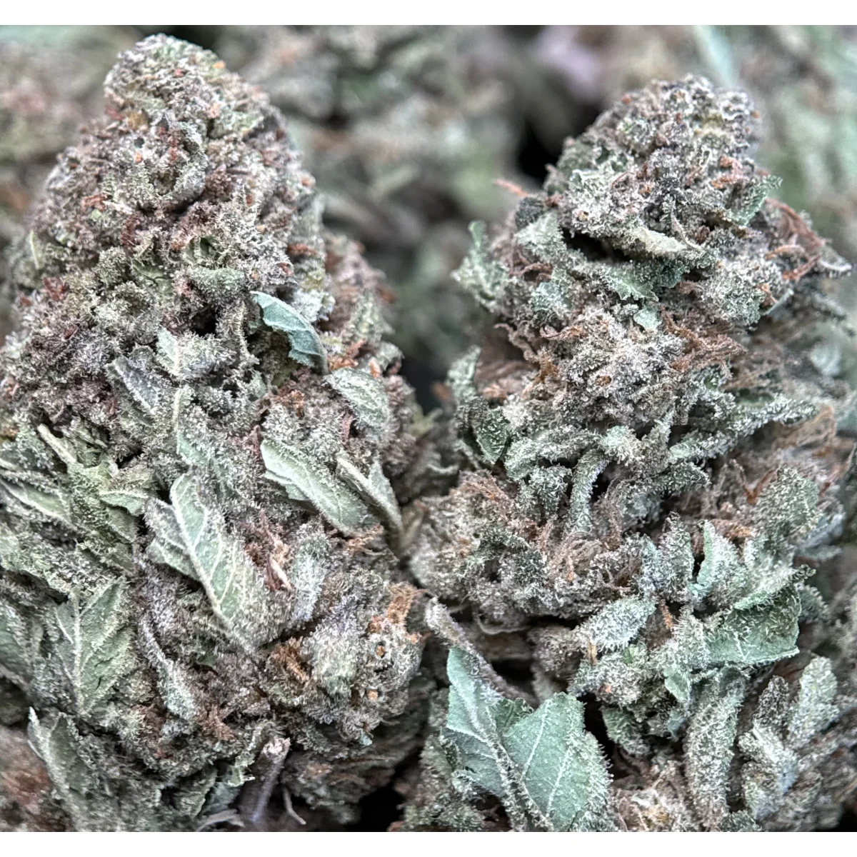 Wedding Glue indica flower, lab-tested cannabis with 31.9% THC from Uper Weed Wholesale 7