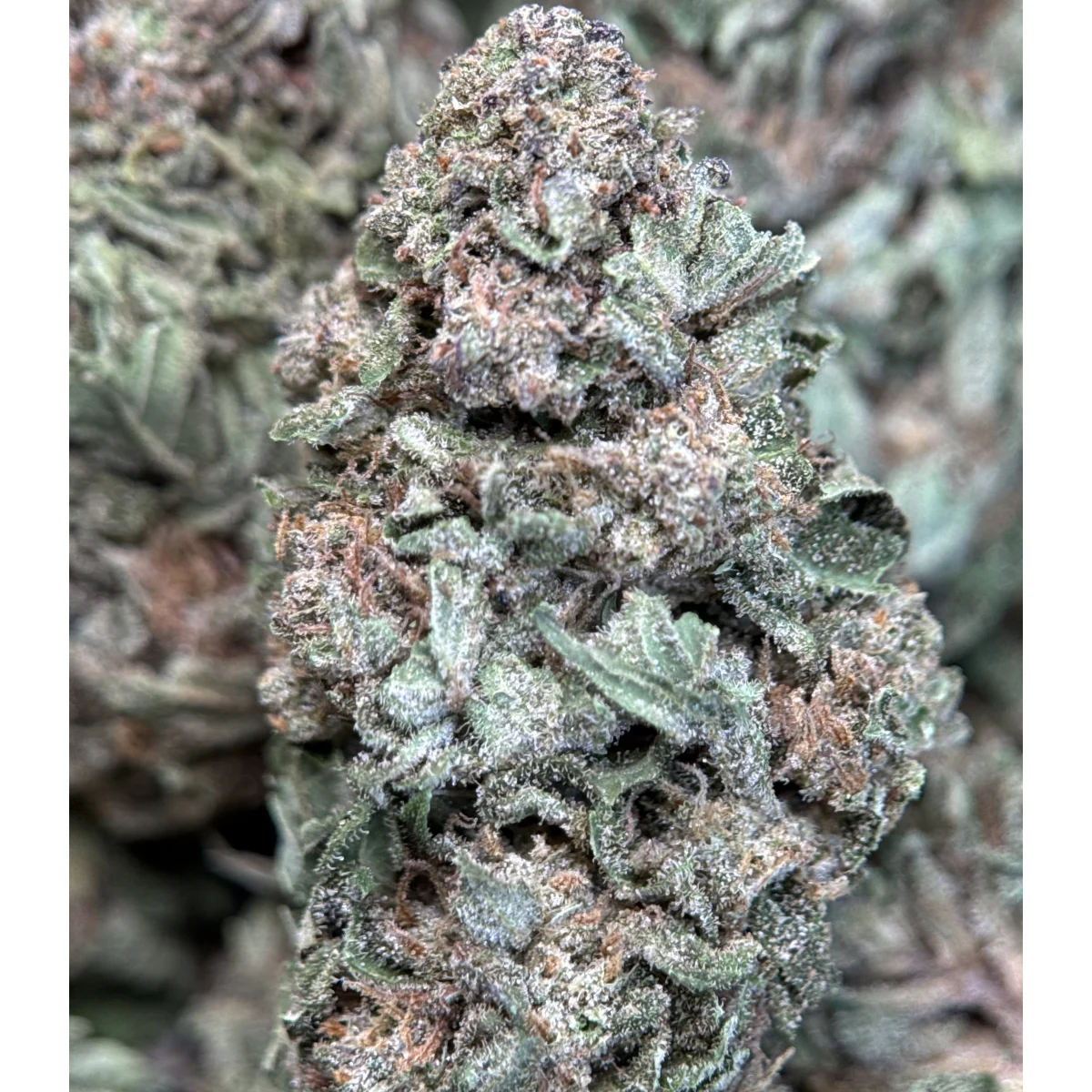Wedding Glue indica flower, lab-tested cannabis with 31.9% THC from Uper Weed Wholesale 9