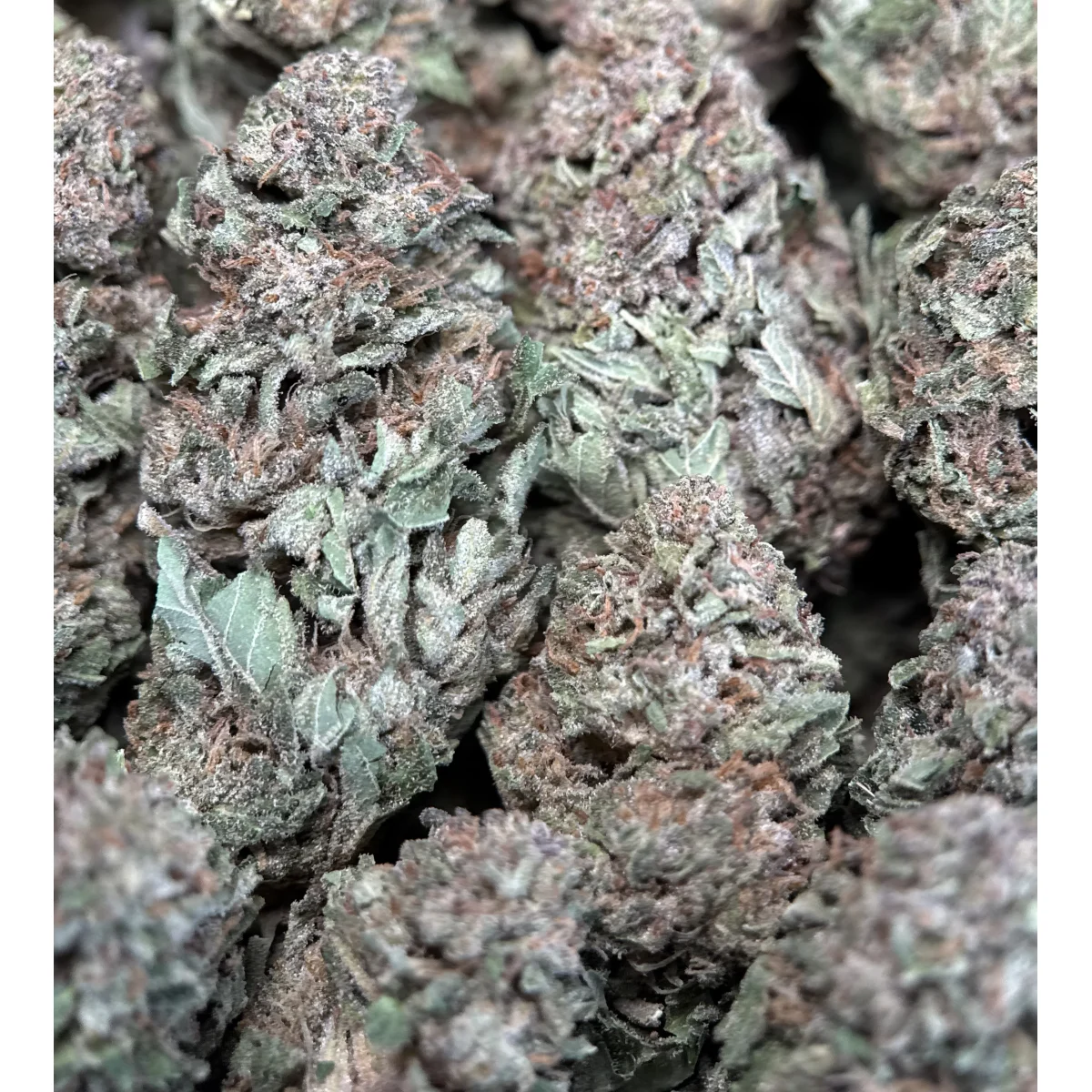 Wedding Glue indica flower, lab-tested cannabis with 31.9% THC from Uper Weed Wholesale 5