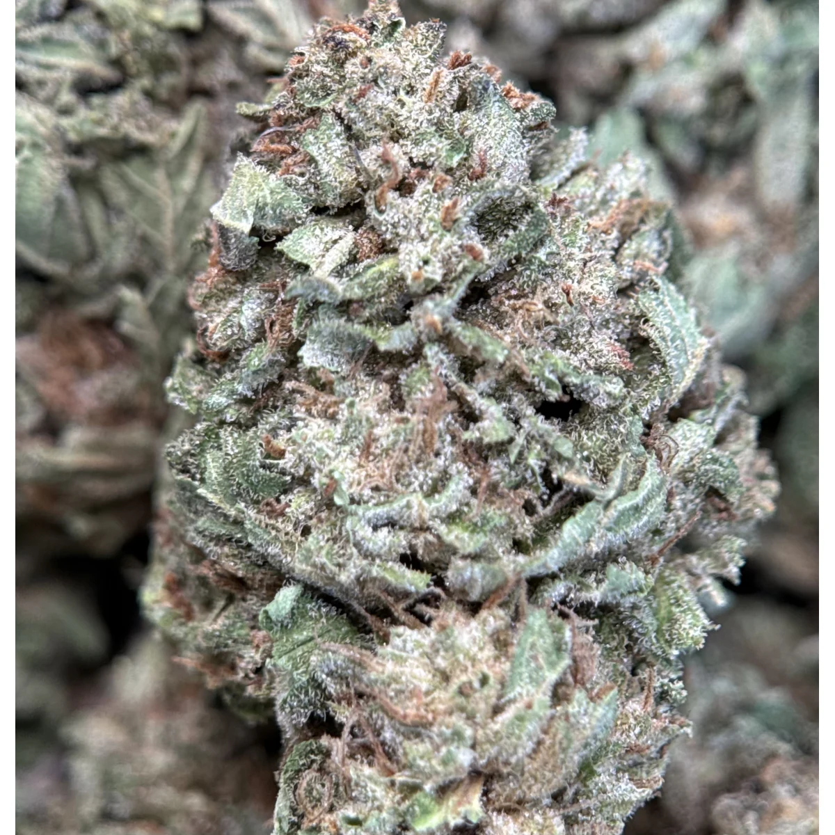 Wedding Glue indica flower, lab-tested cannabis with 31.9% THC from Uper Weed Wholesale 8