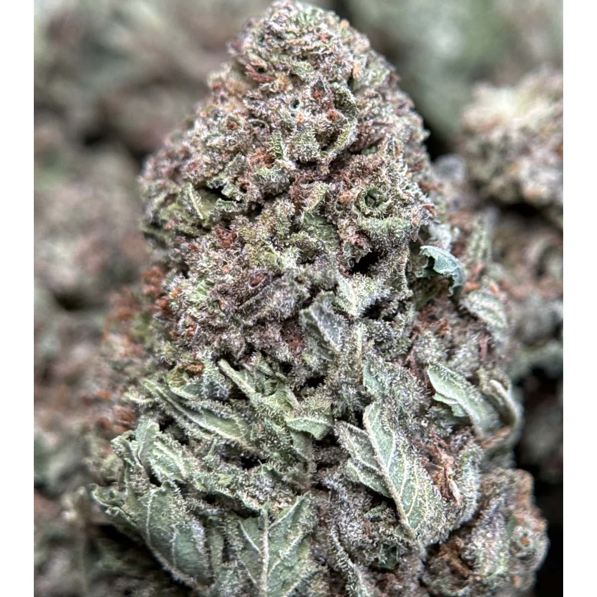 Wedding Glue indica flower, lab-tested cannabis with 31.9% THC from Uper Weed Wholesale 6