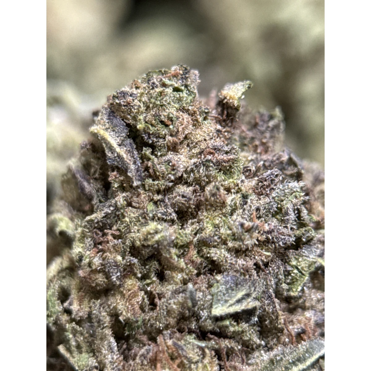 Astro Biscotti dense resin-coated cannabis buds with crystal trichomes 11