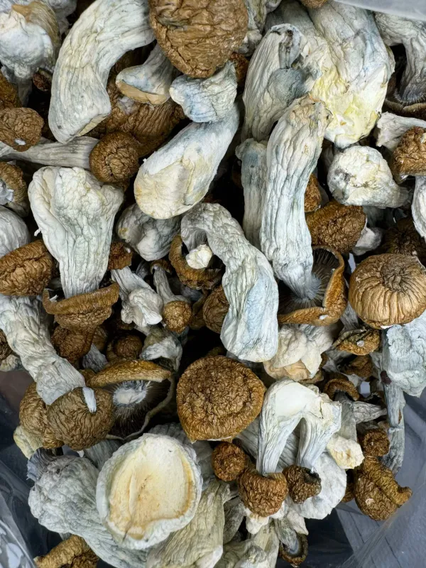 Almond Chocolate Bites Mushrooms product image 2