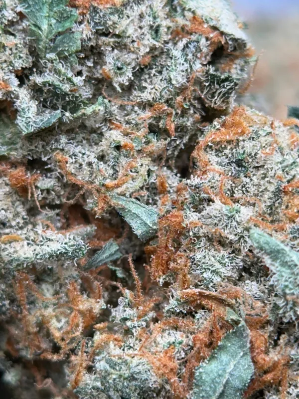 Dragon Haze sativa cannabis flower 3