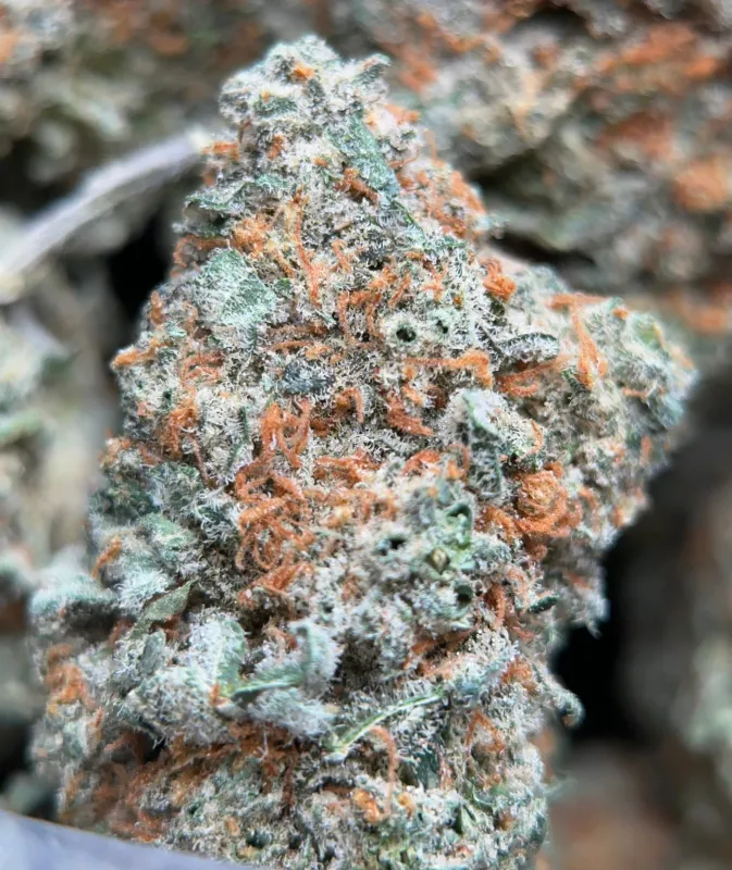 Dragon Haze sativa cannabis flower 7