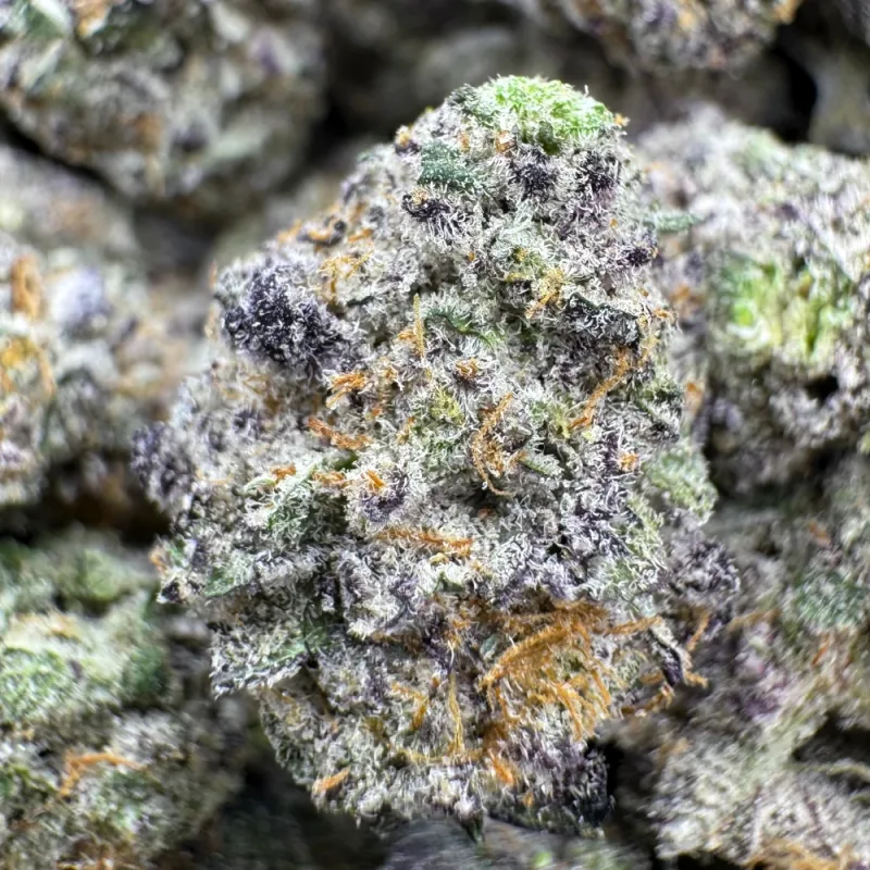 Jack Herer dense resinous cannabis buds with pine and lemon character 1
