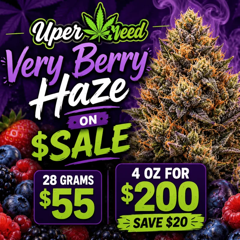 Fluffy light-green Very Berry Haze buds with orange pistils and frost