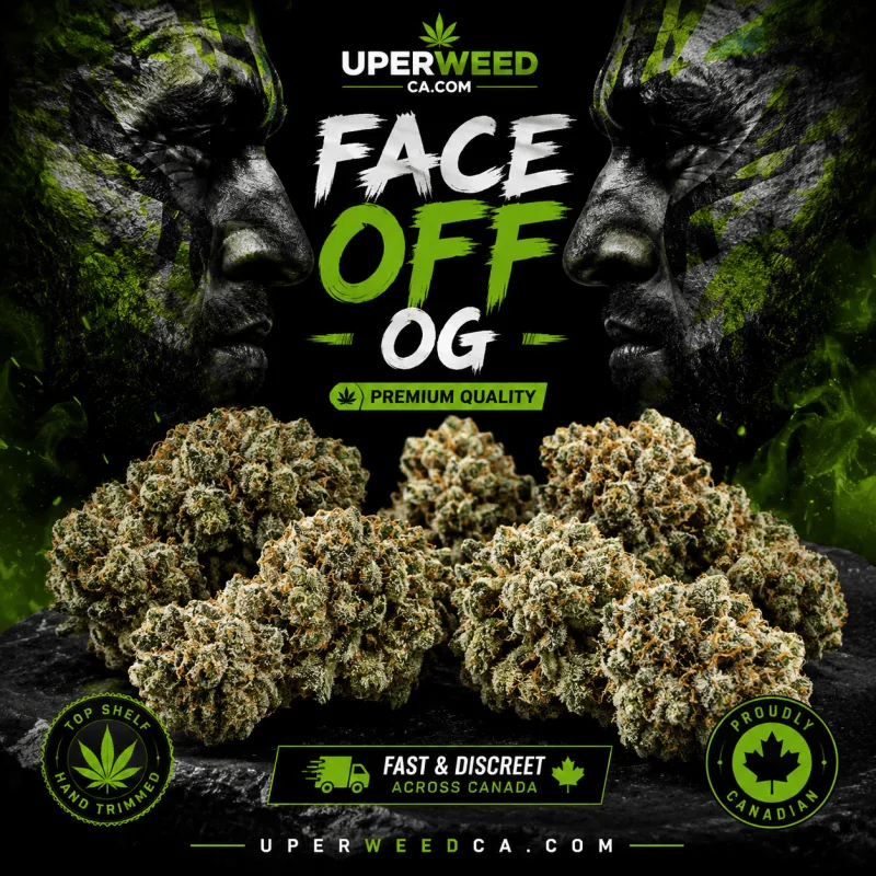 Face Off OG dense frosted cannabis flower with orange pistils