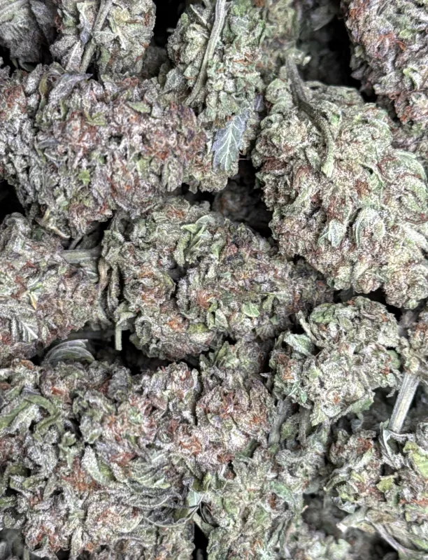 Diablo Wind hybrid cannabis flower with mint-green buds and orange hairs 2