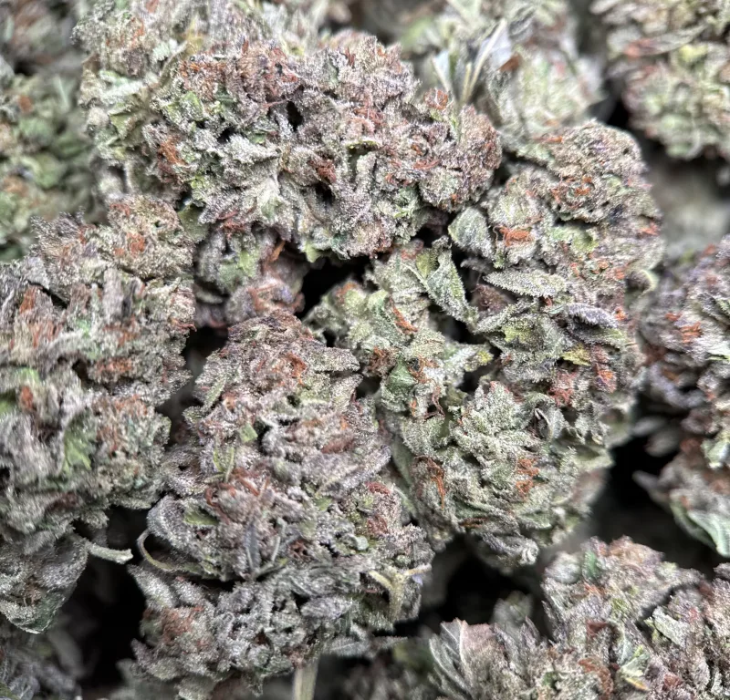 Diablo Wind hybrid cannabis flower with mint-green buds and orange hairs 3