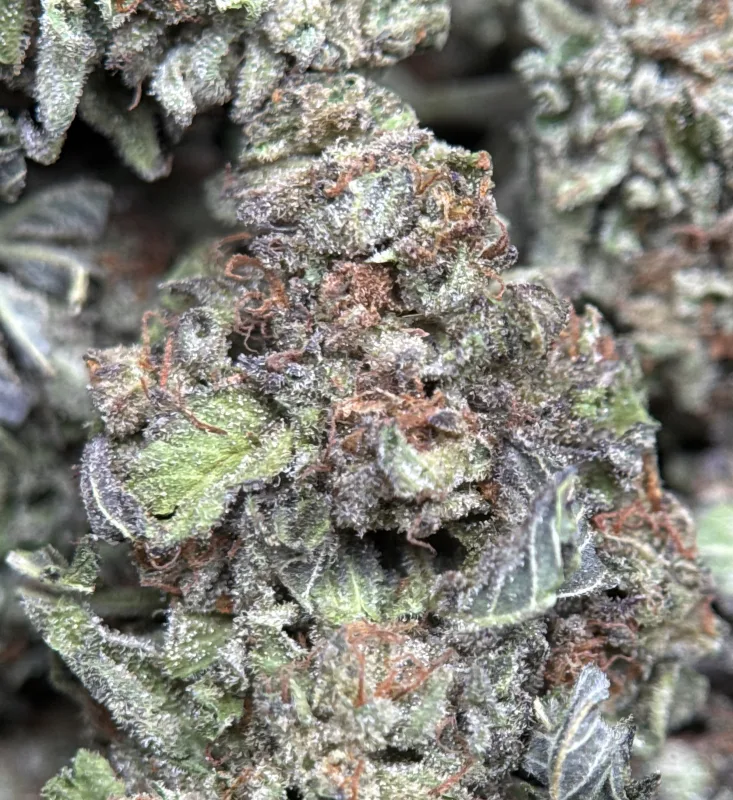 Diablo Wind hybrid cannabis flower with mint-green buds and orange hairs 5