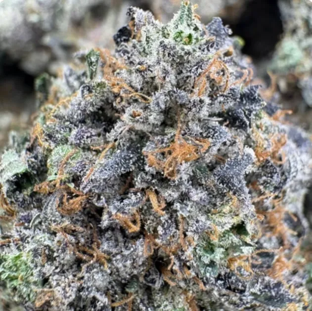 King Candy green compressed cannabis buds with fiery orange pistils