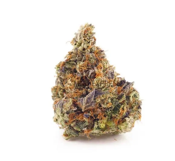 Pink Givenchy Cali Bricks flower with pink-purple hues and frosty trichomes