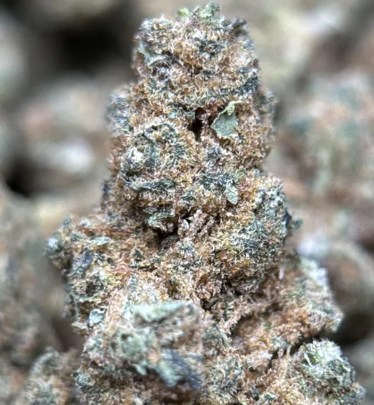 Sour Apple neon-green pepper-shaped buds with amber pistils 2