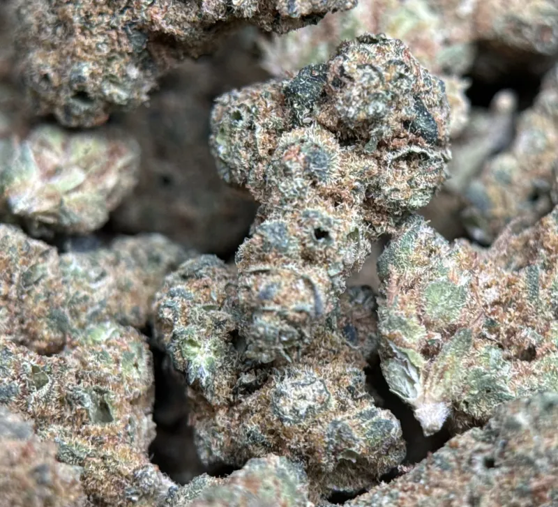 Sour Apple neon-green pepper-shaped buds with amber pistils 3