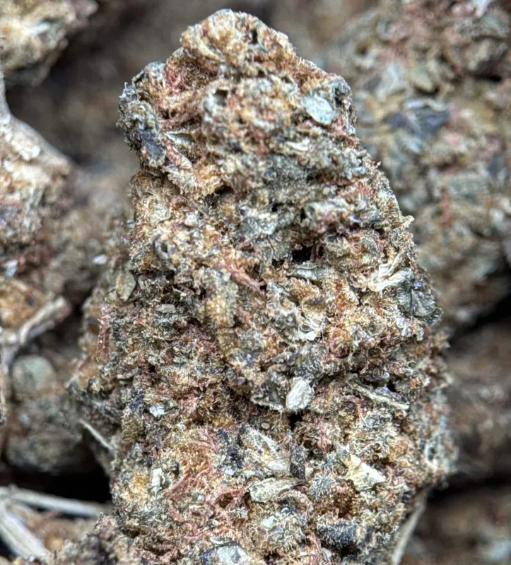 Flat green Sour Skittles buds with orange hairs and amber frost 2