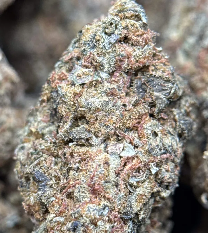 Flat green Sour Skittles buds with orange hairs and amber frost 3